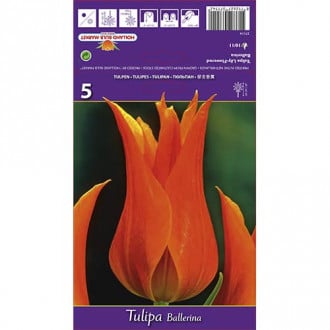 Tulpes lilijziedu Ballerina interface.image 5