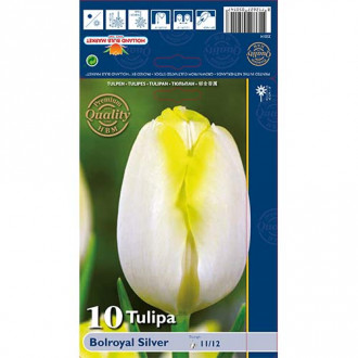 Tulpes Triumph Bolroyal Silver interface.image 1