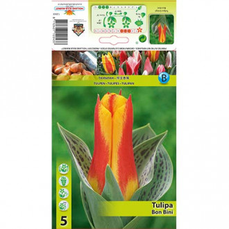 Tulpes Greiga Bon Bini interface.image 4