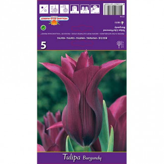 Tulpes lilijziedu Burgundy interface.image 6