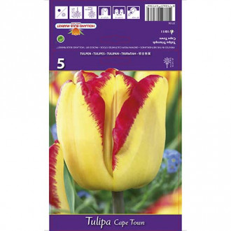 Tulpes Cape Town interface.image 5