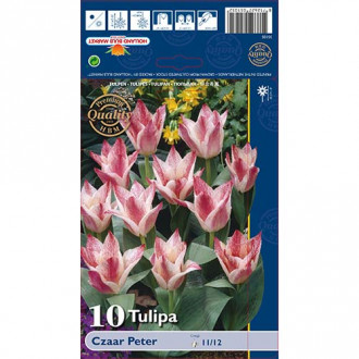 Tulpes Greiga Czaar Peter interface.image 5