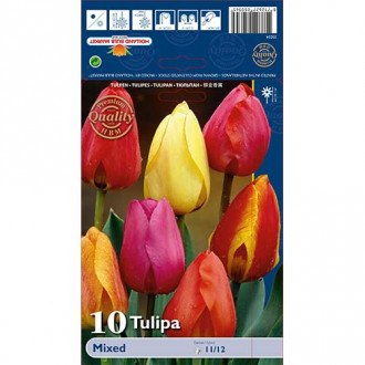 Tulpes Darwina, krāsu mix interface.image 2