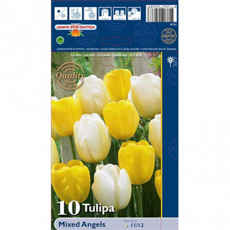 Tulpes Darwina Angels, krāsu mix interface.image 1