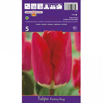 Tulpes Darvina Fostery King interface.image 6