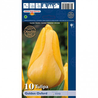 Tulpju Golden Oxford interface.image 1