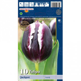 Tulpes Triumph Jackpot interface.image 1