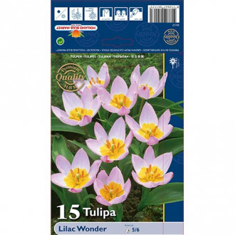 Tulpes botāniskās Lilac Wonder interface.image 2