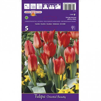 Tulpju Oriental Beauty interface.image 6