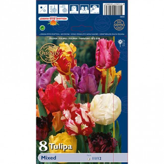 Tulpes papagaiļu, krāsu mix interface.image 3