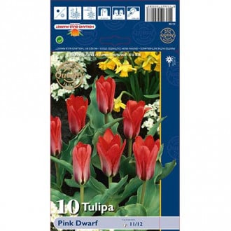 Tulpes Pink Dwarf interface.image 4