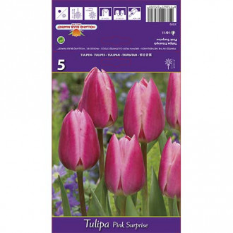 Tulpes Triumph Pink Surprise interface.image 6