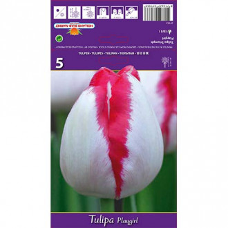 Tulpes Triumph Playgirl interface.image 1