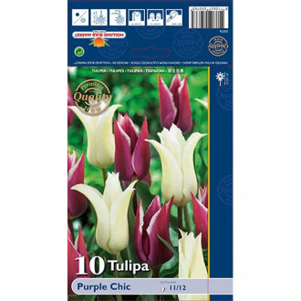 Tulpes lilijziedu Purple Chic, krāsu mix interface.image 4