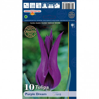 Tulpes lilijziedu Purple Dream interface.image 5