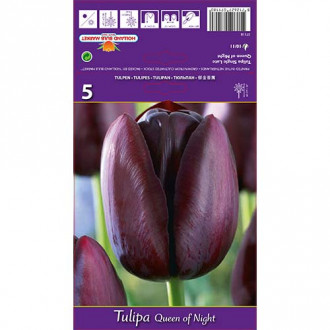 Tulpes Queen of Night interface.image 1