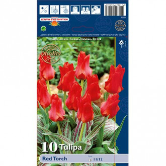 Tulpes Greiga Red Torch interface.image 6