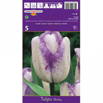 Tulpes Shirley interface.image 2