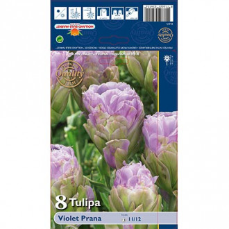 Tulpes pildītās Violet Prana interface.image 1