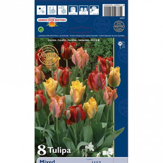 Tulpes Viridiflora, krāsu mix interface.image 3