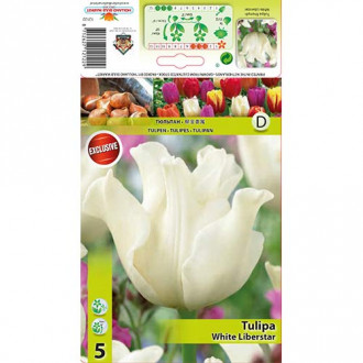 Tulpes Triumph White Liberstar interface.image 3