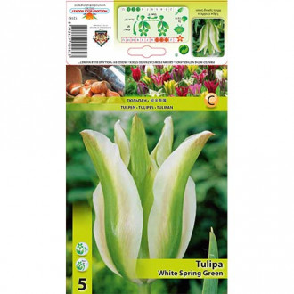 Tulpes Viridiflora White Spring Green interface.image 6