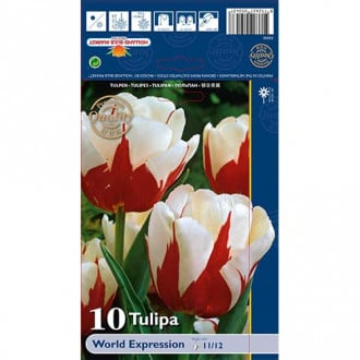 Tulpes World Expression interface.image 2