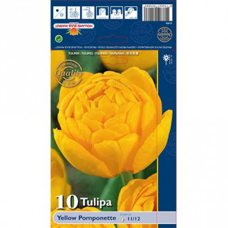 Tulpes pildītās Yellow Pomponette interface.image 1