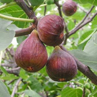 Vīģes koks Morena, С2 interface.image 1