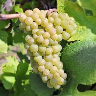 Vīnogas Pinot Blanc, Р9 interface.image 4