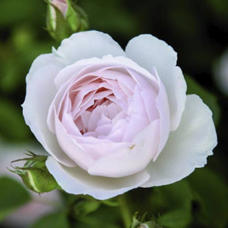 English Rose Desdemona®, C5 interface.image 4