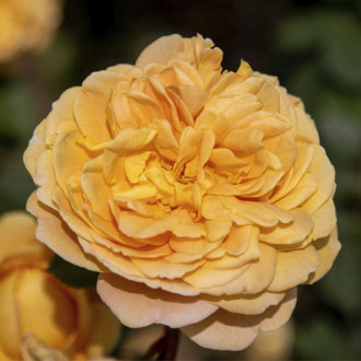 English Rose Golden Celebration®, C5 interface.image 3