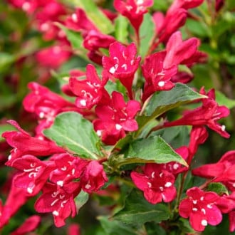 Weigela All Summer Red, С2 interface.image 2