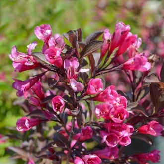 Weigela florida Wine and Roses Alexandra, С2 interface.image 3