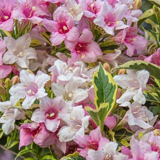 Weigela Magical® Rainbow, С2 interface.image 4