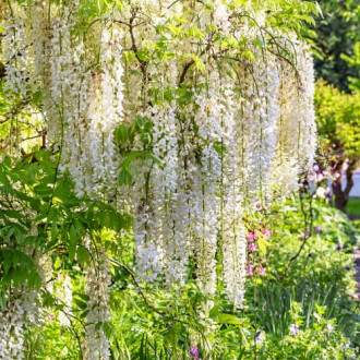 Wisteria floribunda Shiro-noda, С2 interface.image 11