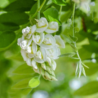 Wisteria frutescens Nivea, С2 interface.image 1