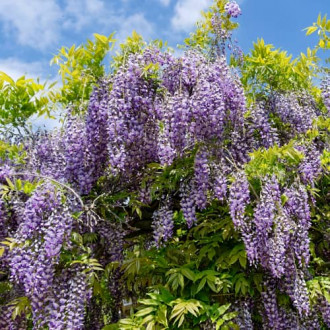 Wisteria macrostachya Blue Moon, С2 interface.image 2