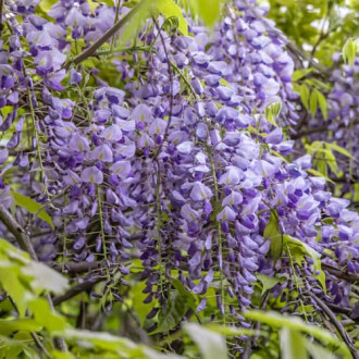 Wisteria sinensis Amethyst, С2 interface.image 1