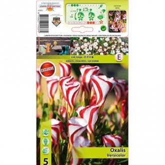 Zaķkāposti (Oxalis) Versicolor interface.image 2