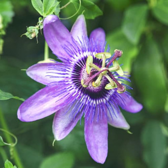 Zilā pasiflora Passiflora Lavender Lady interface.image 1