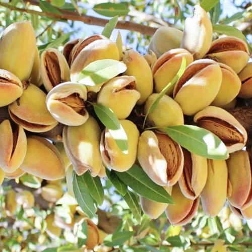 Mandele Avijor, С2 interface.image 1 interface.art 7947