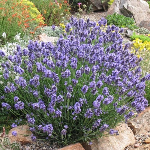Lavanda Dwarf Blue, P9 interface.image 1 interface.art 9069