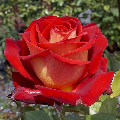 Lielziedu roze Bicolette, root ball interface.image 1 interface.art 2106