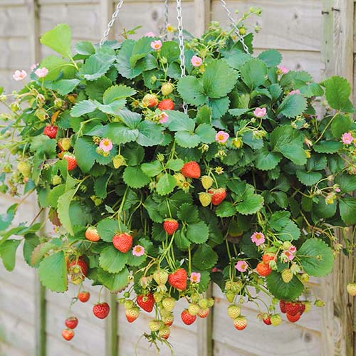 Ampelnaja zemenes interface.image 1 interface.art 5393