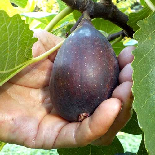 Vīģes koks Black Mision, С2 interface.image 1 interface.art 6928