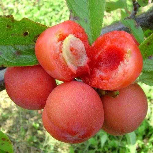 Plūme Jamaica, С2 interface.image 1 interface.art 4309