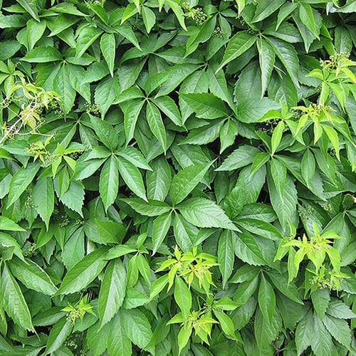 Pieclapu vīnogulājs Parthenocissus Quinquefolia, P9 interface.image 1 interface.art 9018