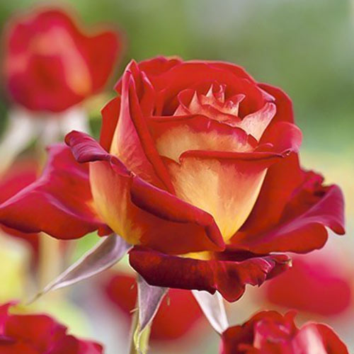 Lielziedu roze Bicolette, root ball interface.image 2 interface.art 2106