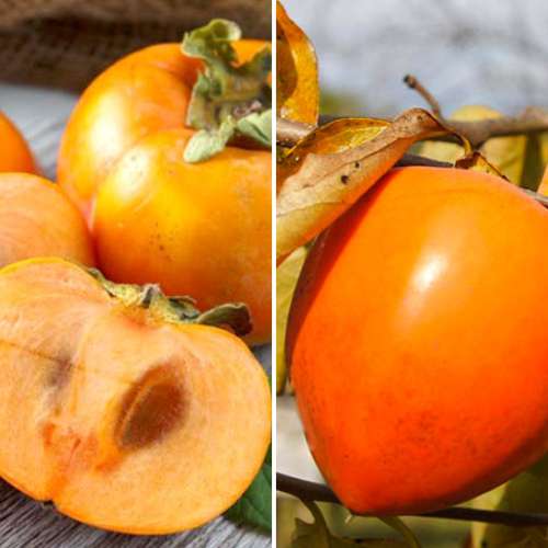 Lielisks piedāvājums! Austrumu hurma Sharon, 2 stādu komplekts interface.image 1 interface.art 4881